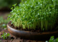 Boerenkool microgroenten