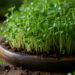 Boerenkool microgroenten