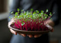 Rode biet microgroenten