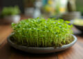 Zonnebloem microgroenten